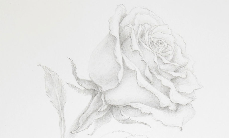 Botanical Drawing II